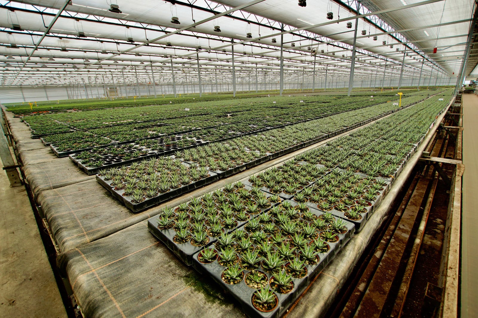 KBA kenmerkt zich met zijn 15 jarige relatie met Amigo Plant als hoogwaardige IT service provider.